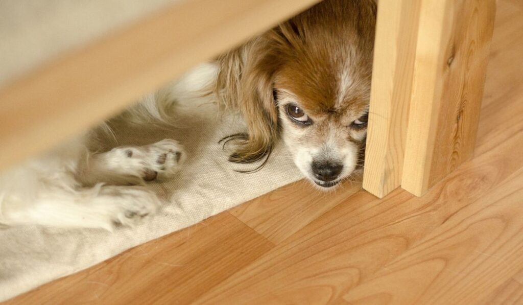 Little anxious pet dog sitting under the bed