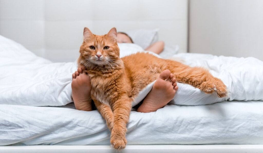 Little kid lying in bed under the white blanket with cat 