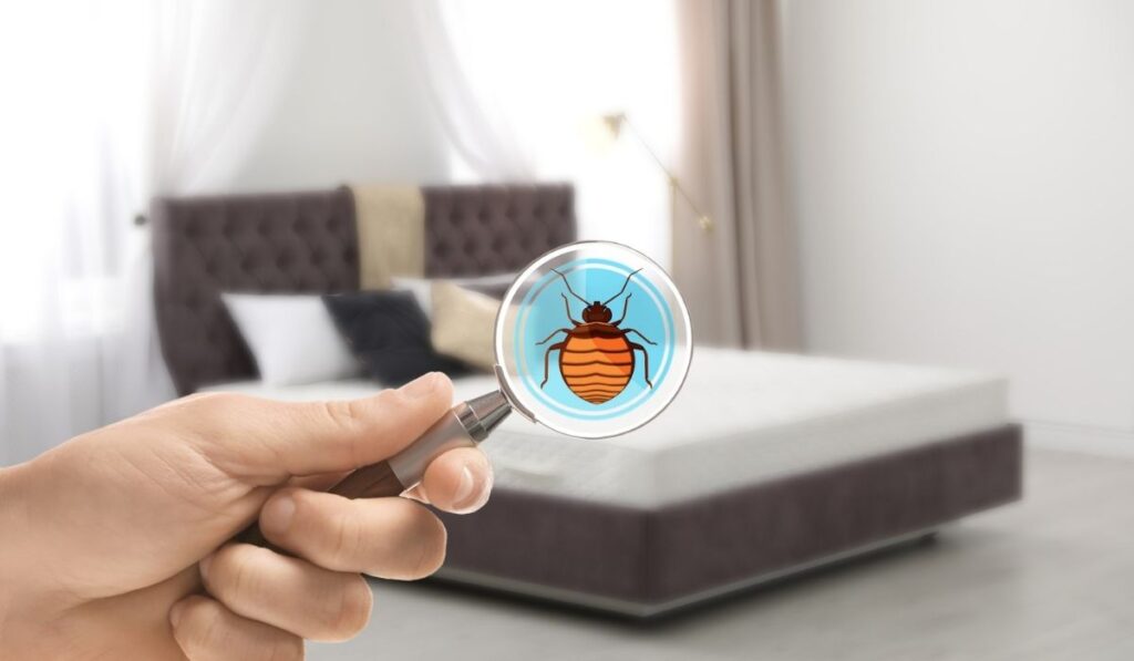 Woman with magnifying glass detecting bed bugs on mattress 