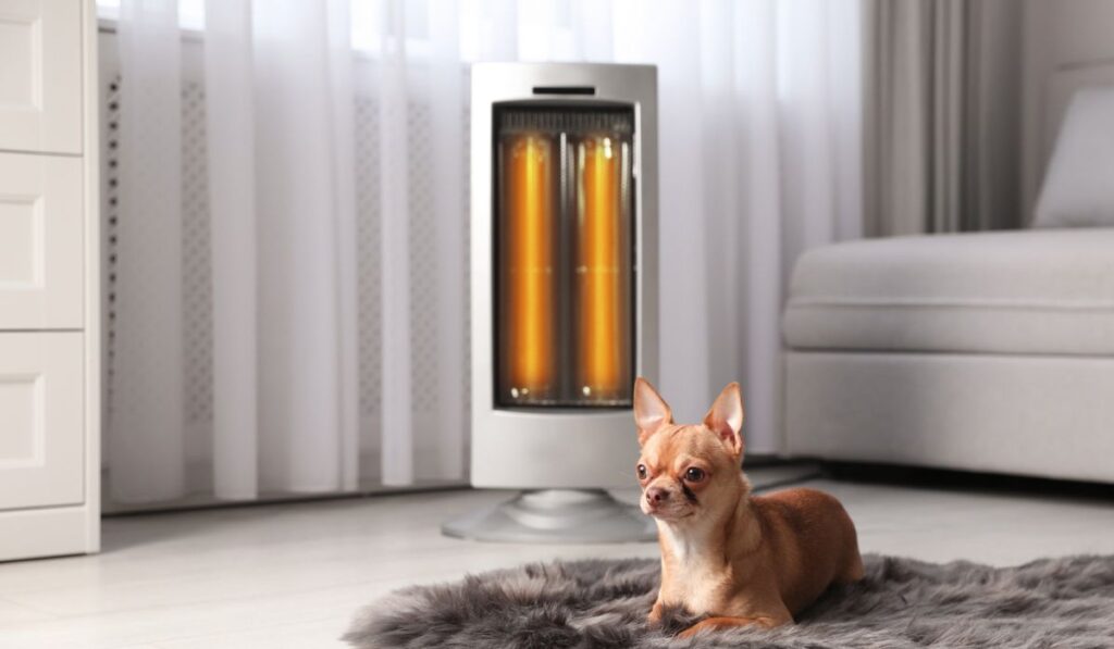 Chihuahua dog lying on faux fur near electric heater in living room 