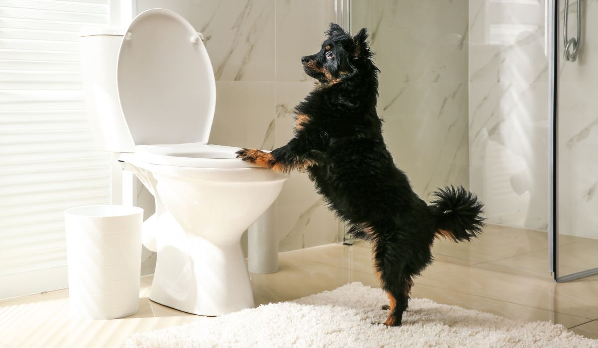 Cute dog near toilet bowl in bathroom