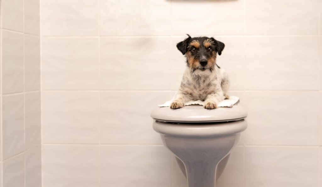 Dog lies on the toilet lid and guards