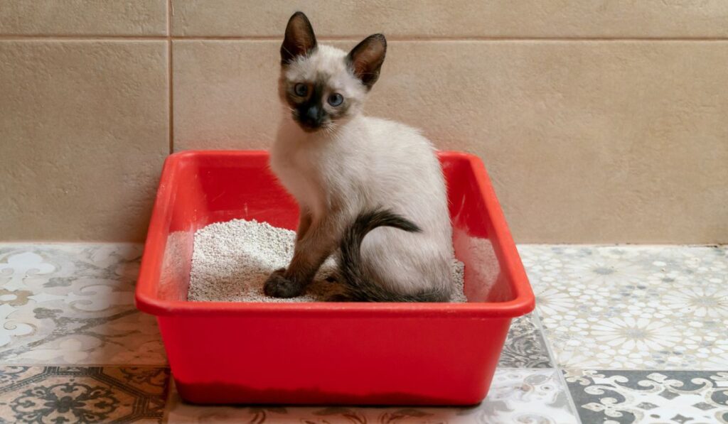 Housebroken siamese kitten sitting in cat`s toilet