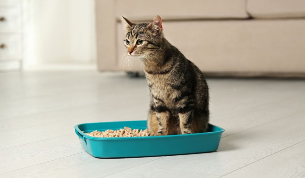 Tabby cat in litter box